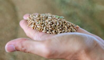 Kırsal kalkınma desteği tohum dağıtıcıları aracılığıyla yapılacak